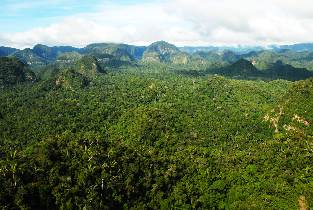 Have Global Forests Become A Source Of Carbon, Not A Sink?