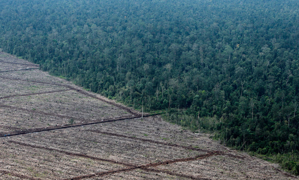 Saving Our Forests Is Worth As Much As Taking 600m Cars Off The Roads