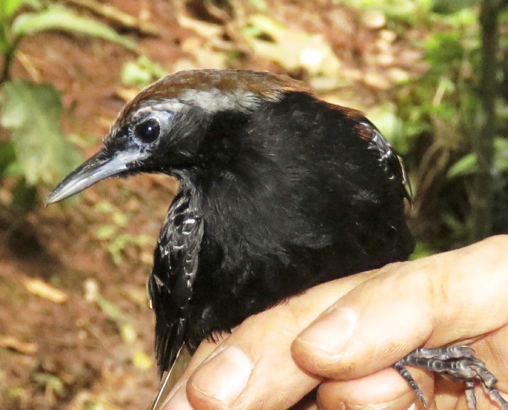 Another new bird species found in Cordillera Azul – Antbird (Myrmoderus eowilsoni)