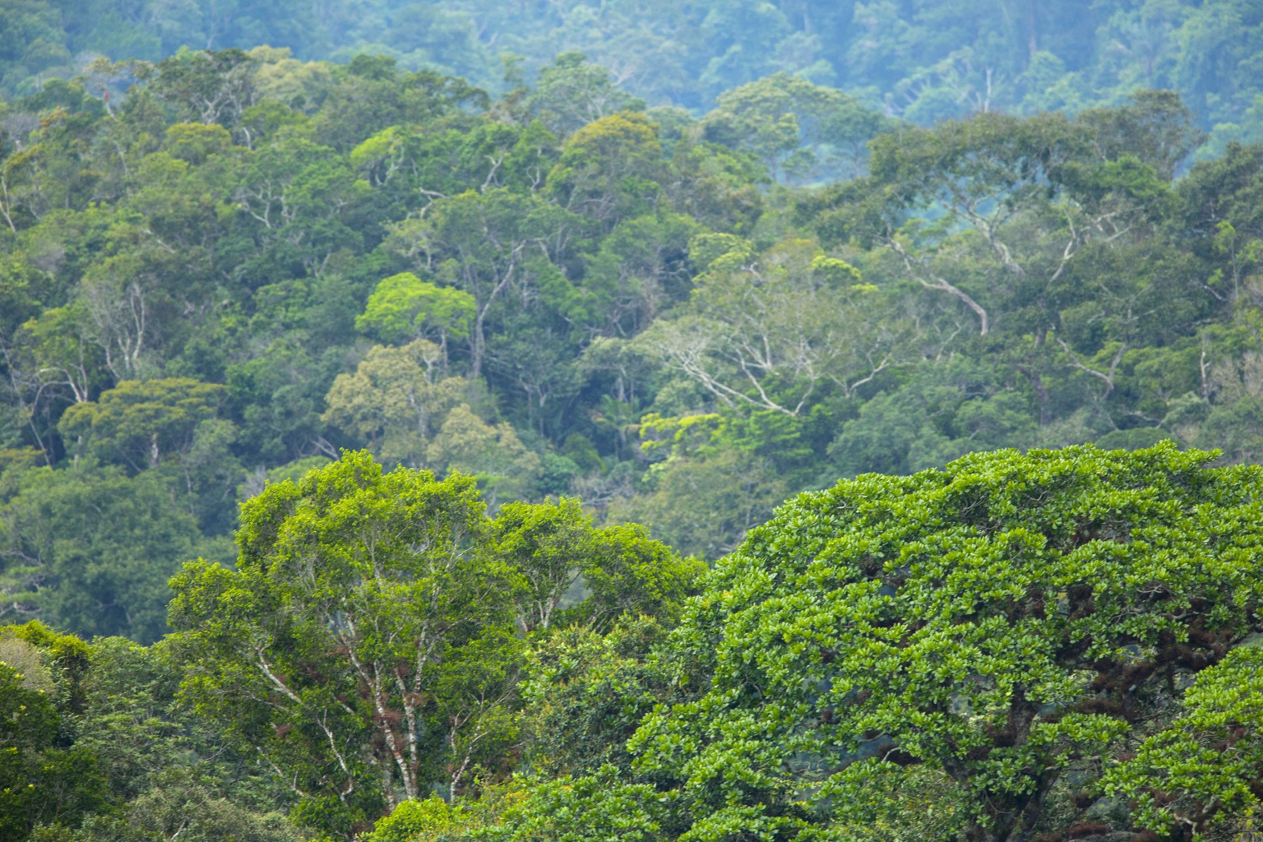 The incredible tree diversity of Cordillera Azul