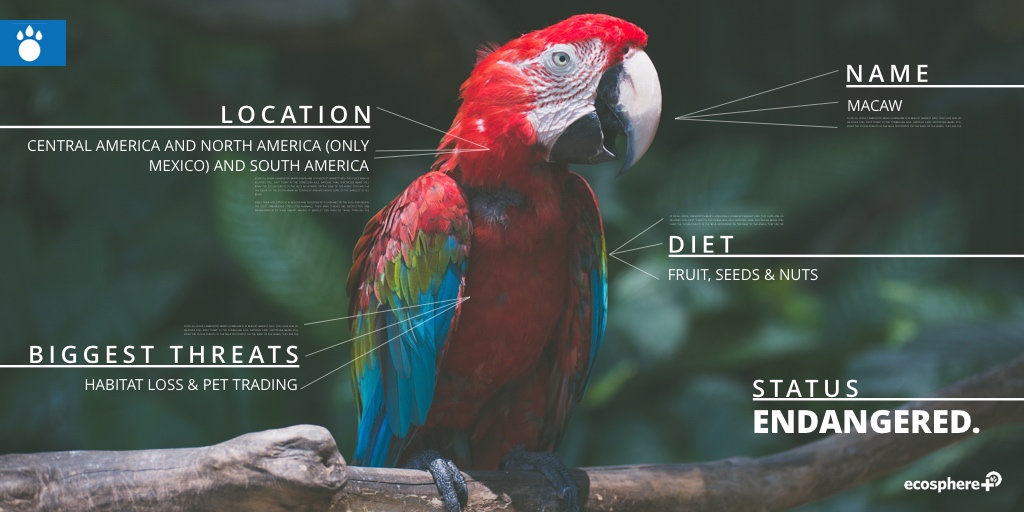 Macaw research and conservation in Tambopata