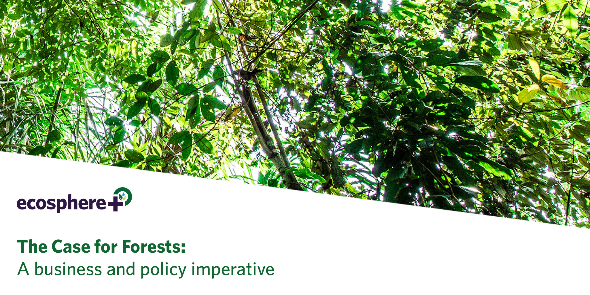 The Case for Forests: A business and policy imperative