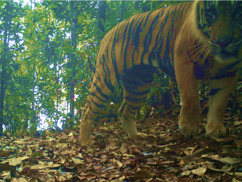 Tiger WWF project 30 Hills Sumatra
