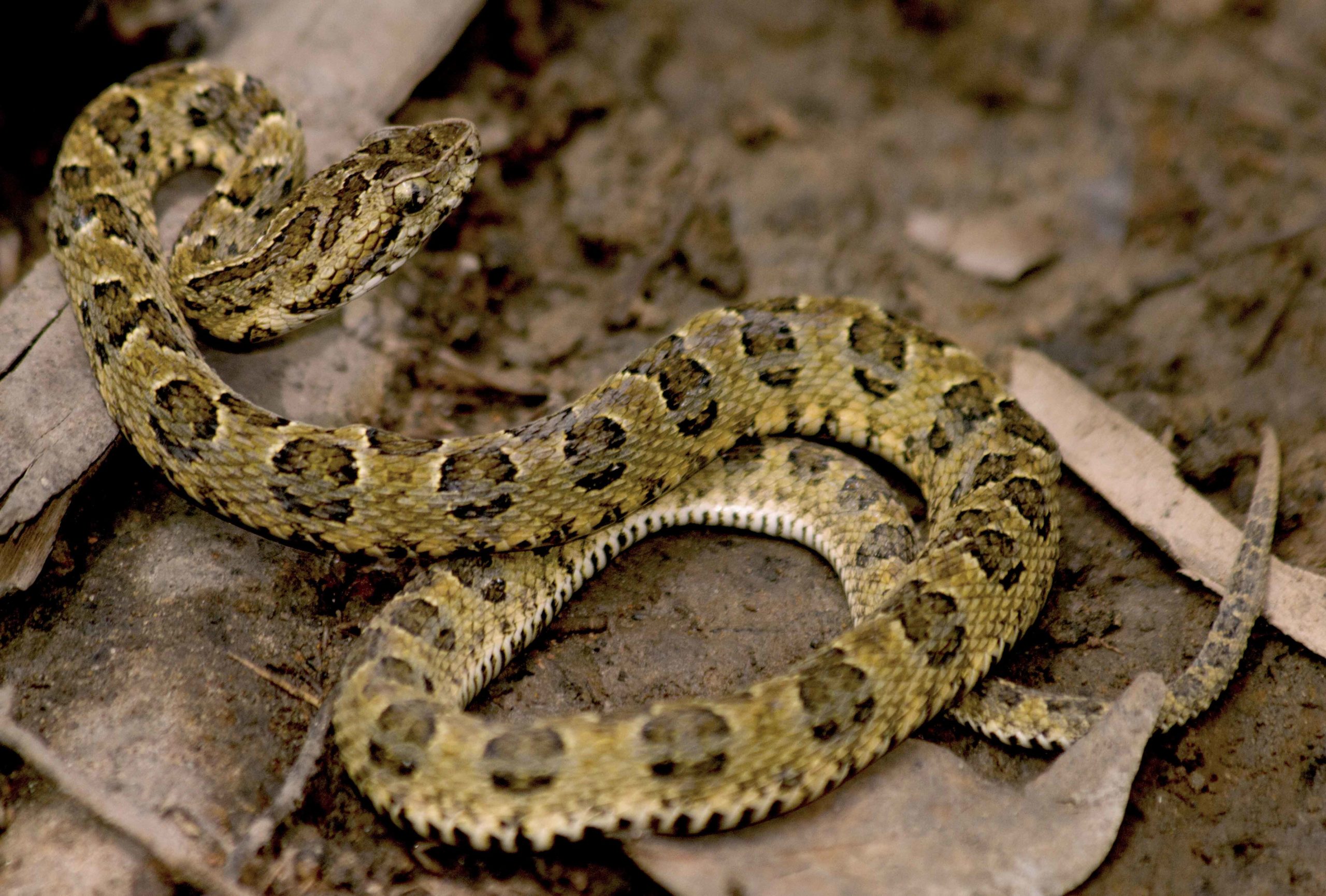 New poisonous snake species discovered at the Tambopata-Bahuaja project