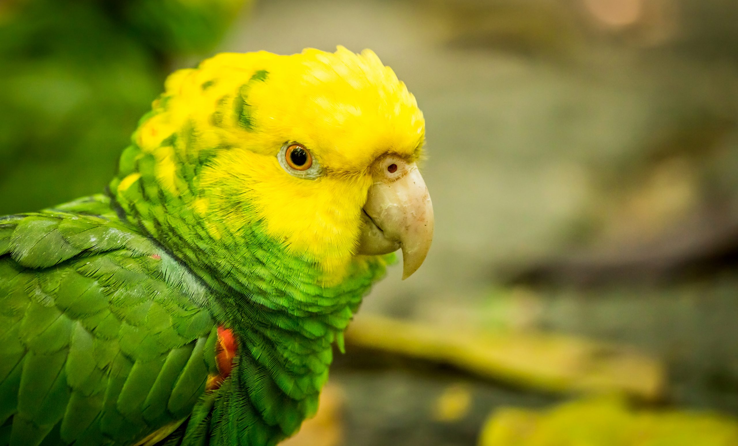 Client Story: American Bird Conservancy – Carbon Neutral Bird Conservation