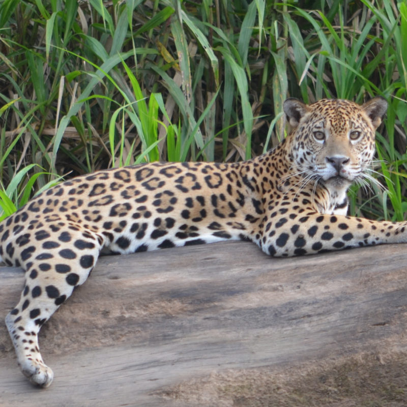 Tambopata Jaguar Riverbank