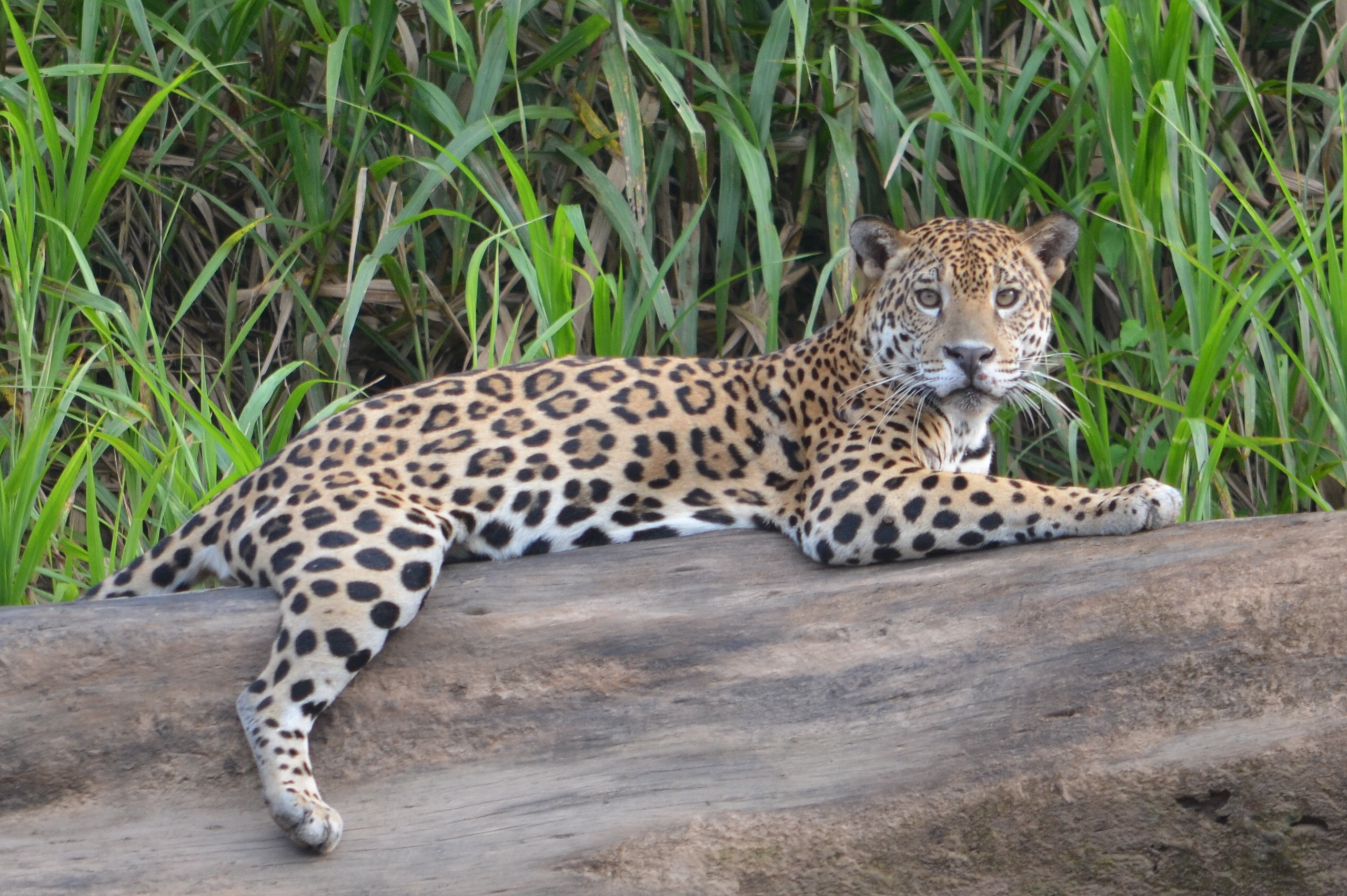 Can you spot the Peruvian Jaguar?