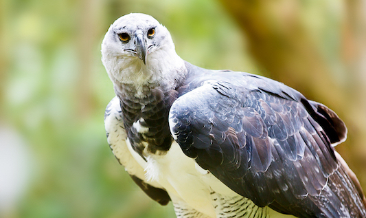 Beware of the Harpy Eagle
