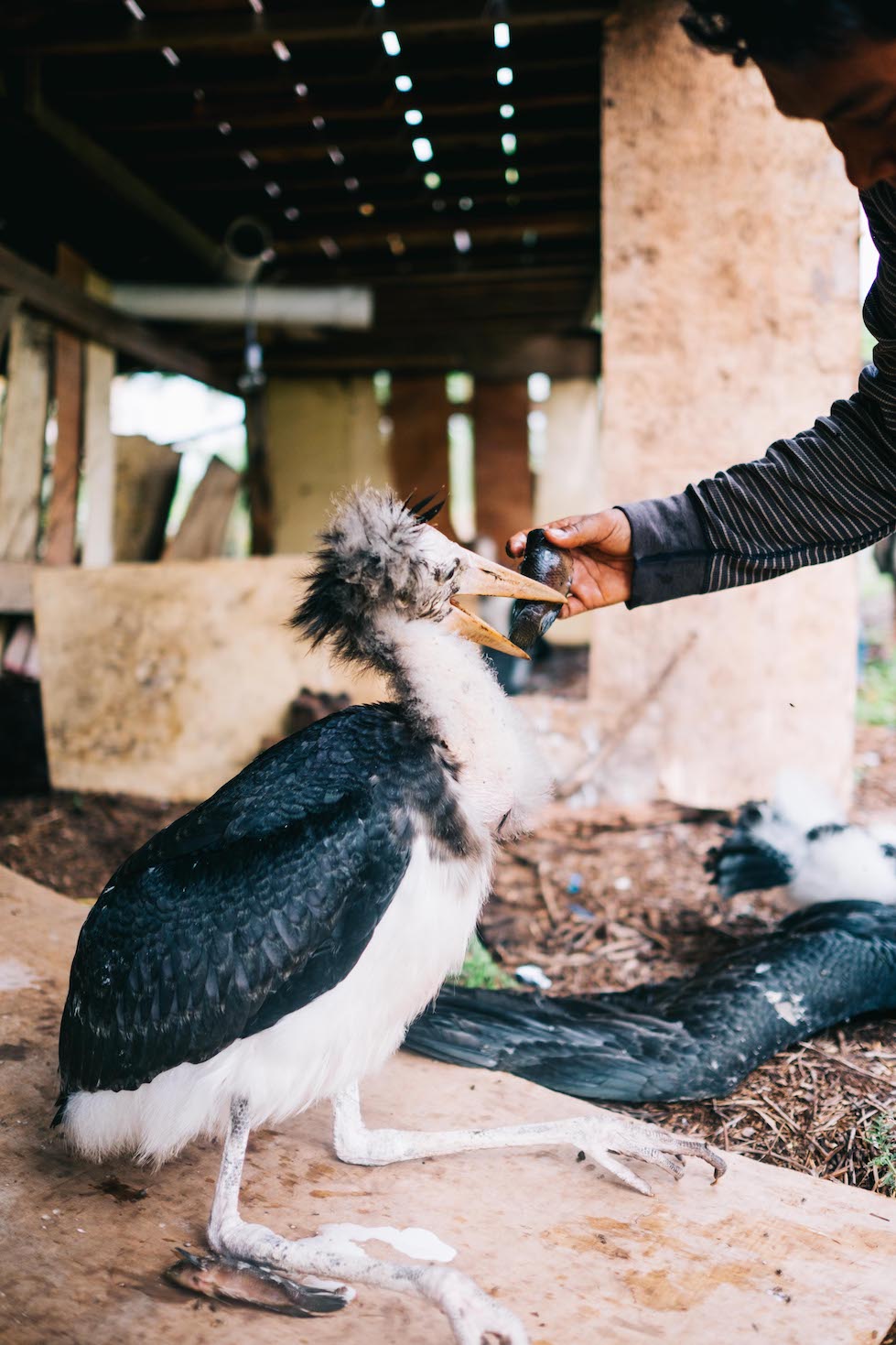 The Sumatra Merang Peatland Project saved a Storm’s Stork