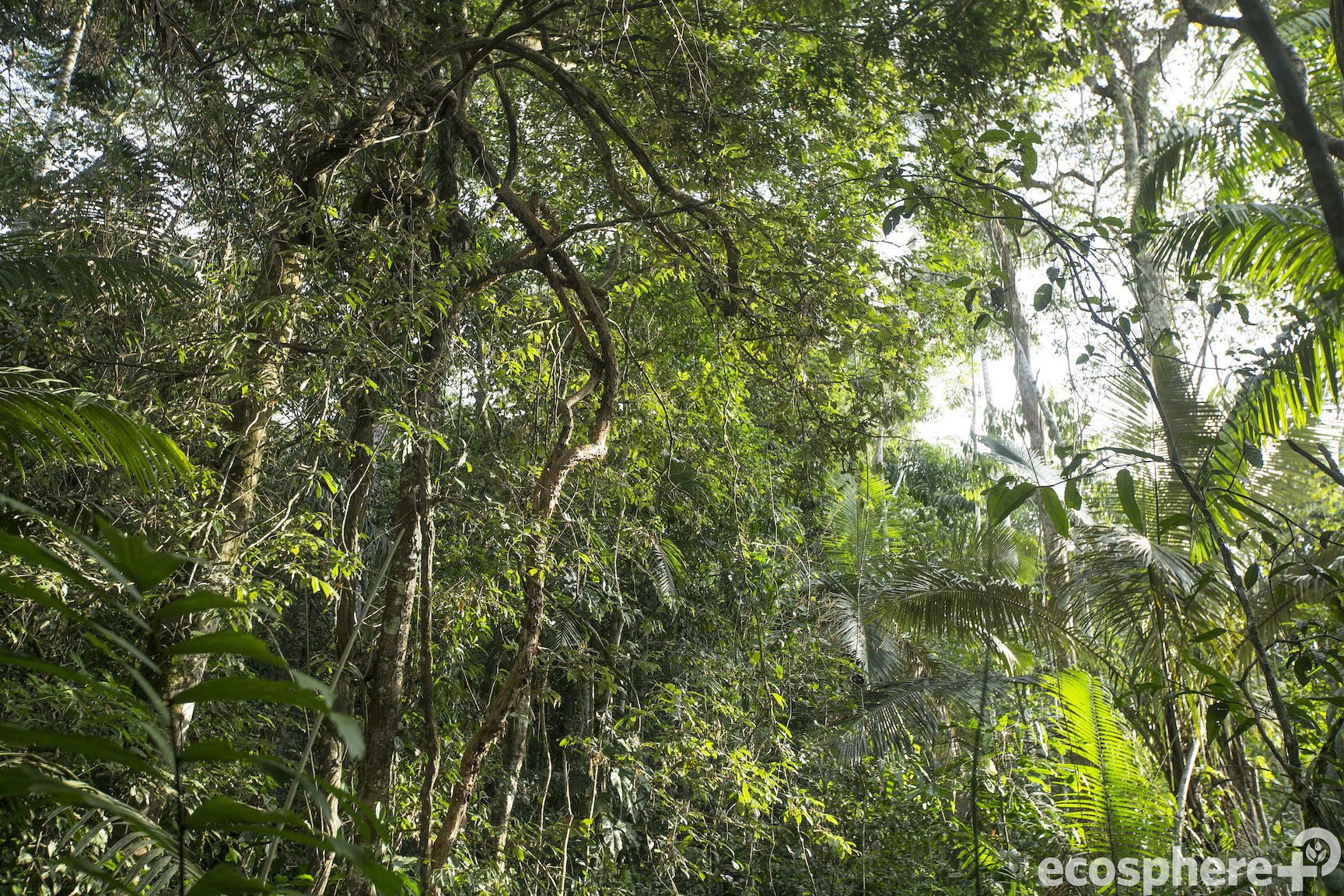 New IETA paper calls for increased investment to prevent deforestation