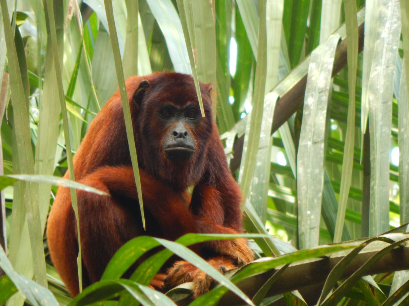 Tambopata – an internationally recognised biodiversity hotspot