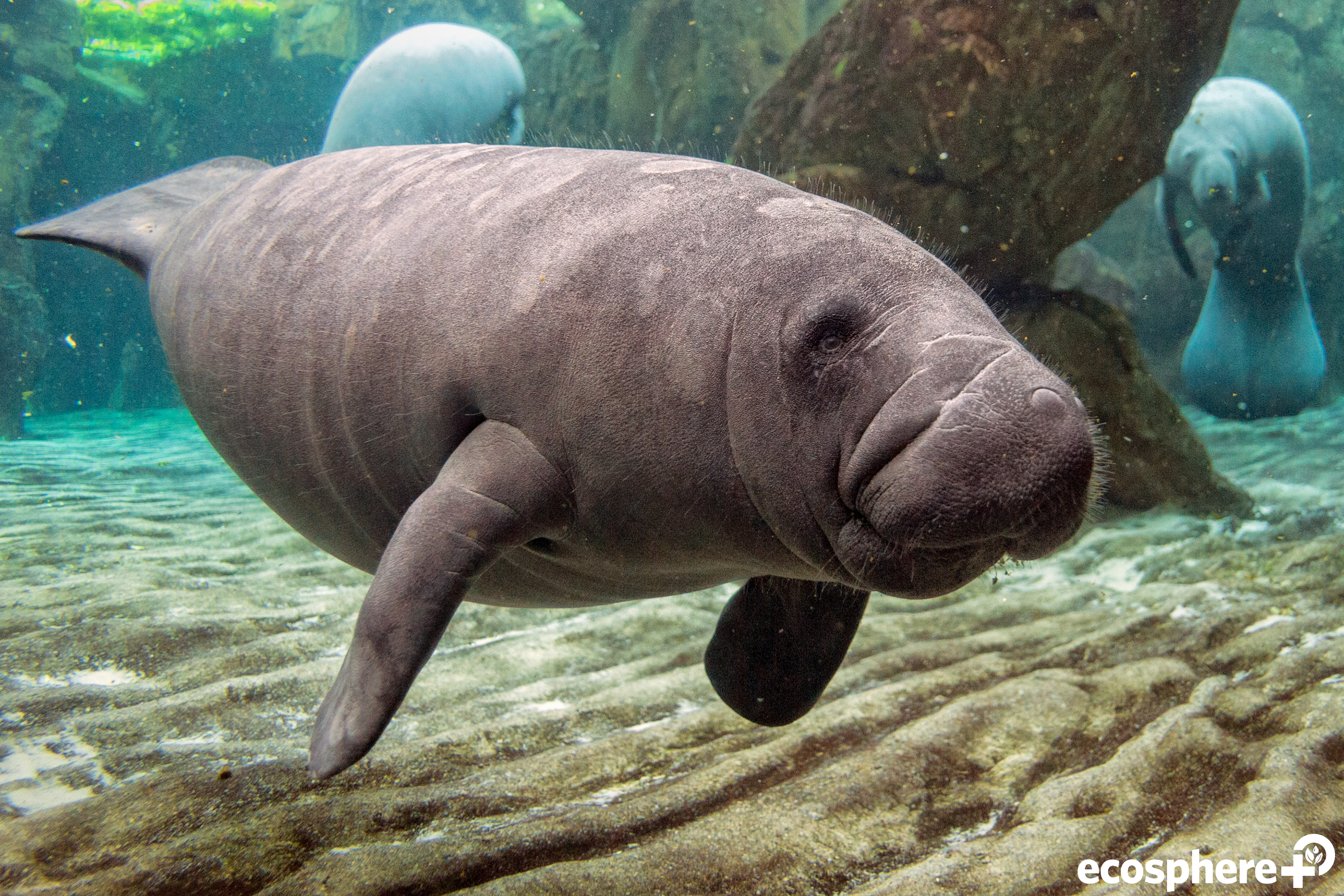 A home for the Manatee on the Conservation Coast