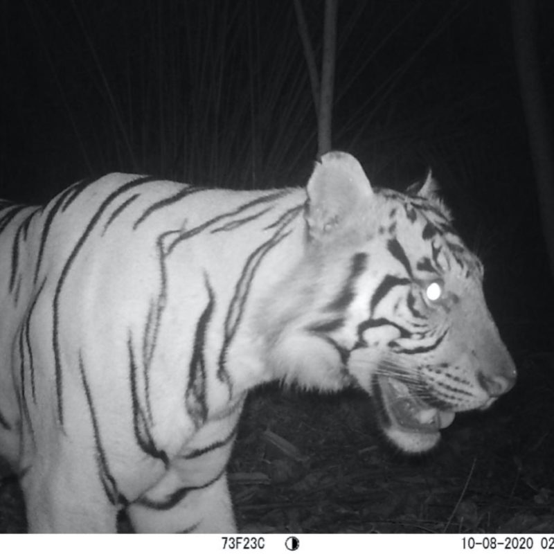 Forest Carbon Tiger 3