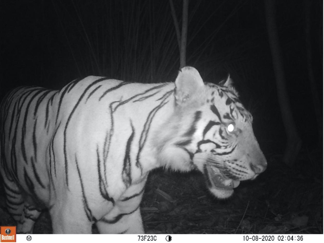 Forest Carbon Tiger 3