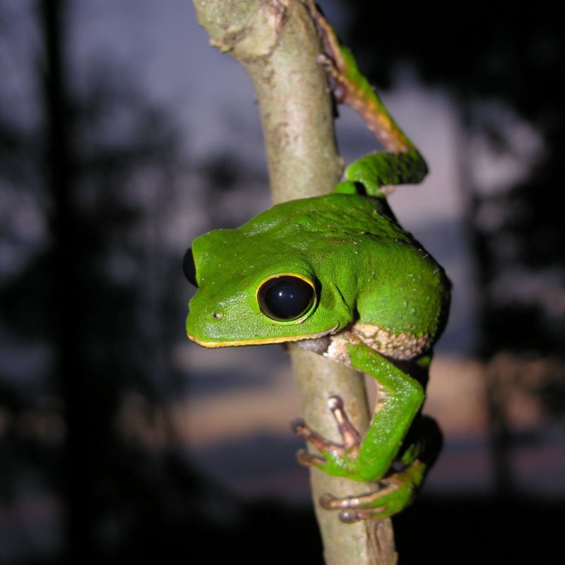 Rana Treefrog Phylomedusa sp foto Alvaro Del Campo scaled 1