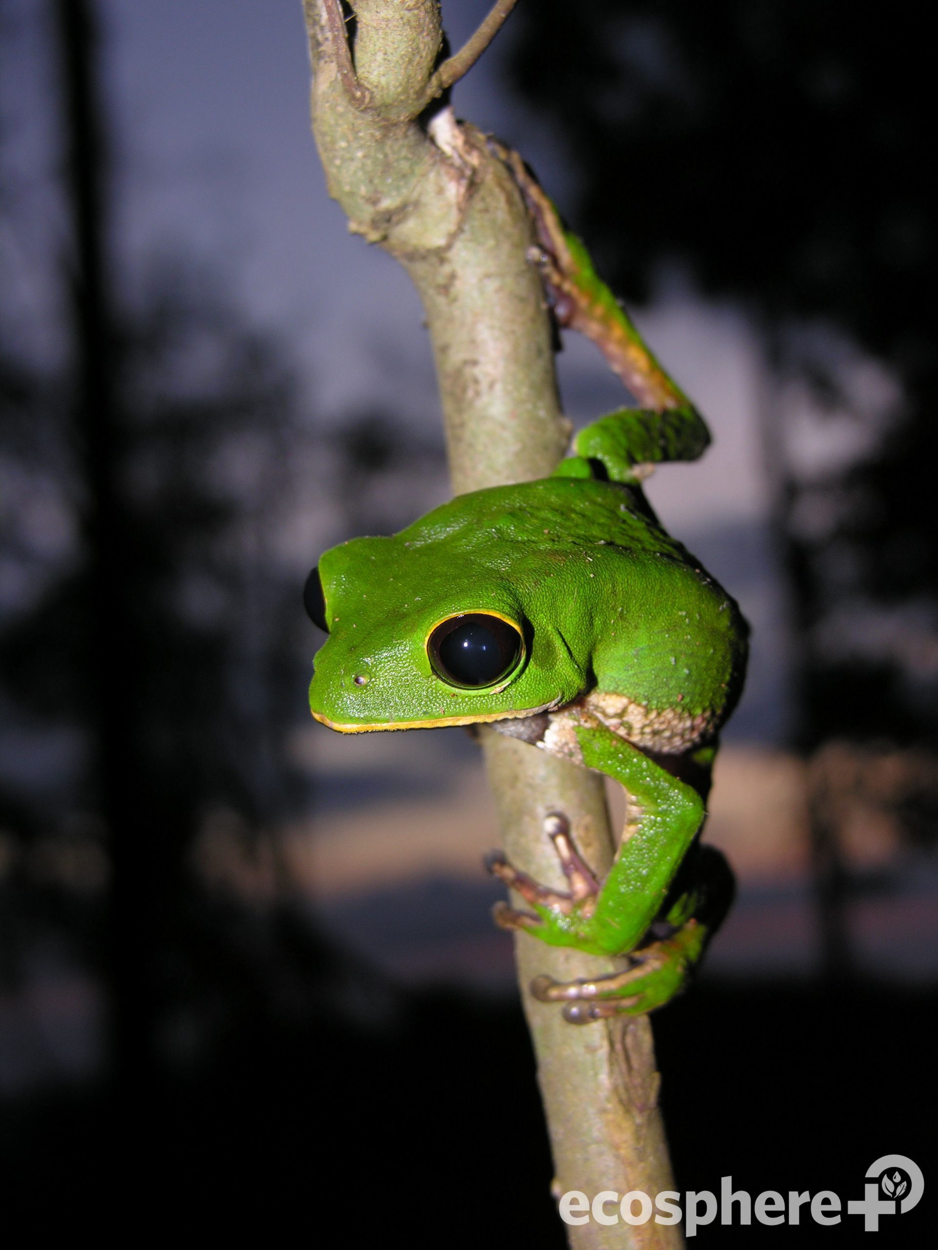 Rana Treefrog Phylomedusa sp foto Alvaro Del Campo scaled 1