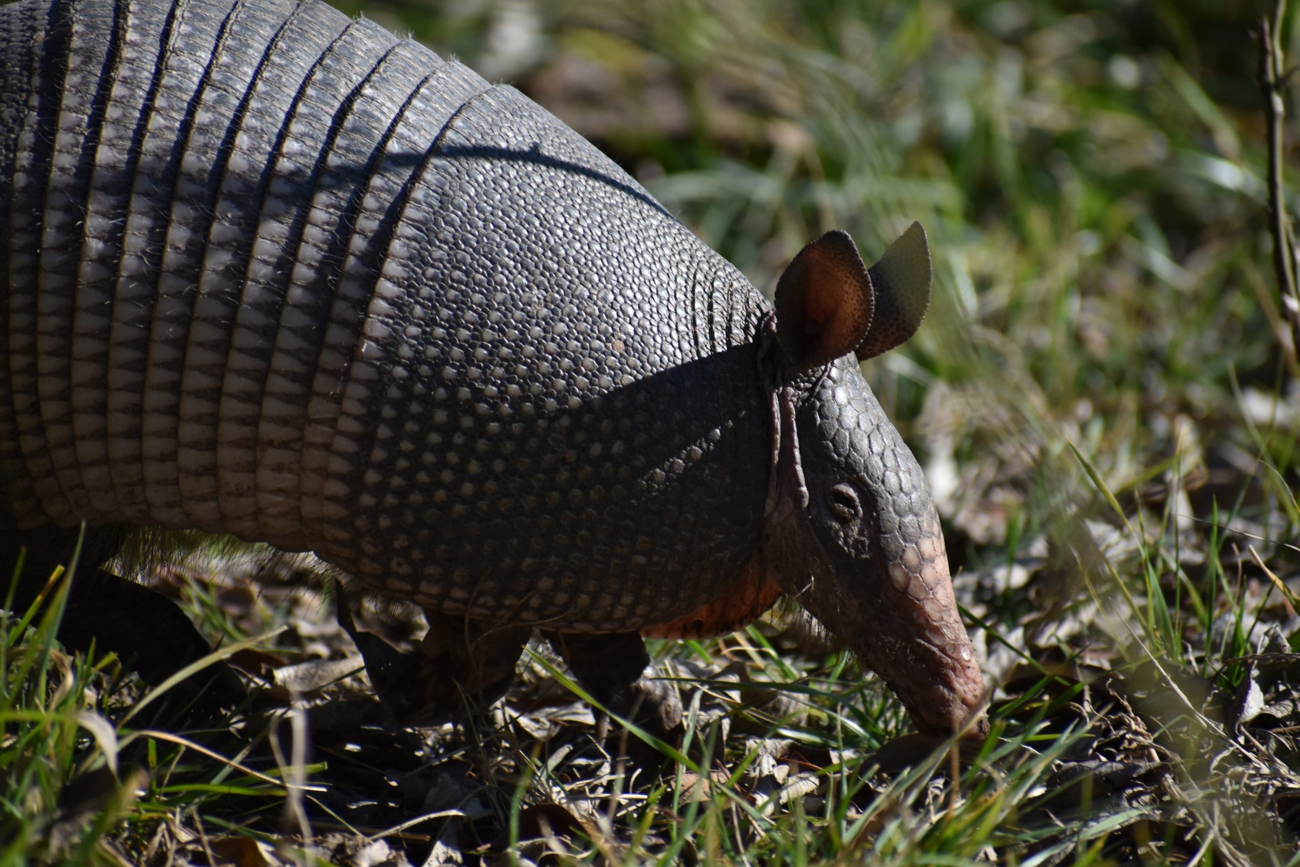 Get to know the Giant Armadillo