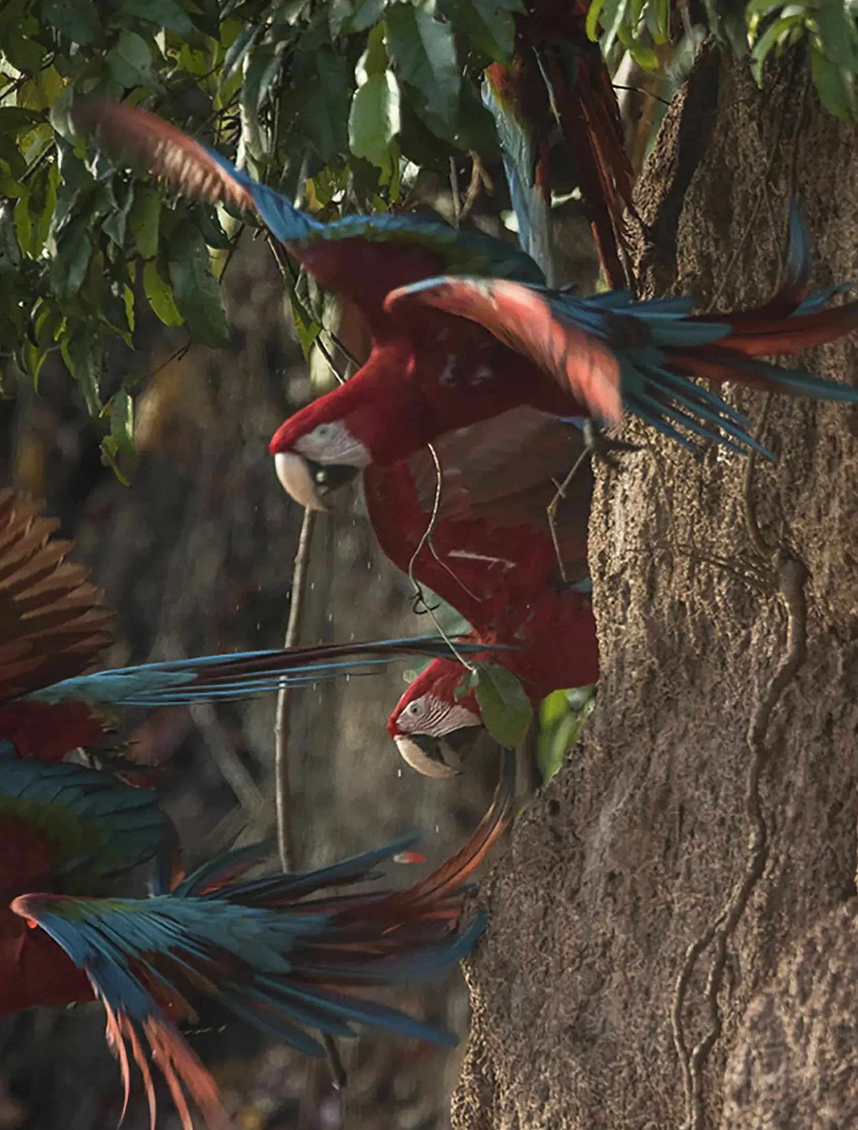 Red Blue Macaw Copyright Marlon DAG